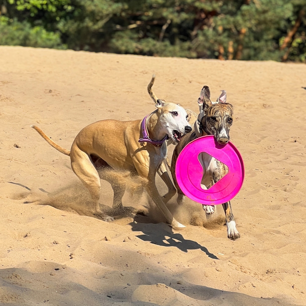 Fiboo Frisboo Różowy dla Psa Frisbee Dysk do Aportowania Zabawka